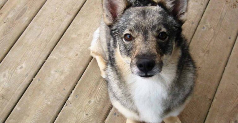 Cant get enough of huskies these 10 breeds offer a similar look and vibe dog news