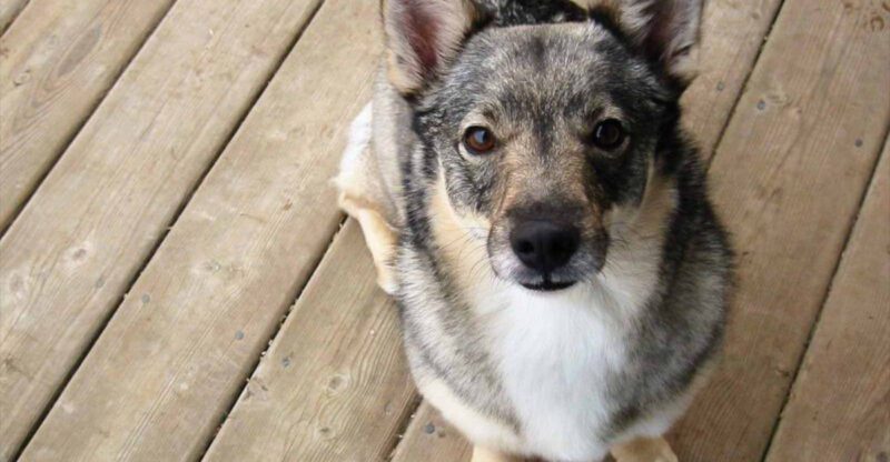Cant get enough of huskies these 10 breeds offer a similar look and vibe