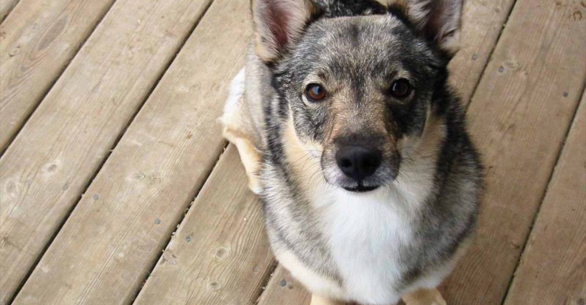 Cant get enough of huskies these 10 breeds offer a similar look and vibe