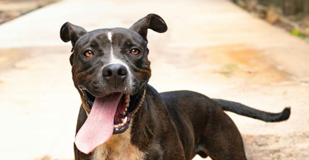 Dont be fooled these 11 dogs are softies beneath the surface