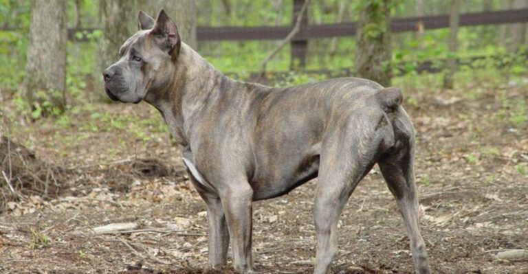 Dont be fooled these 14 dog breeds can act differently when it matters dog news