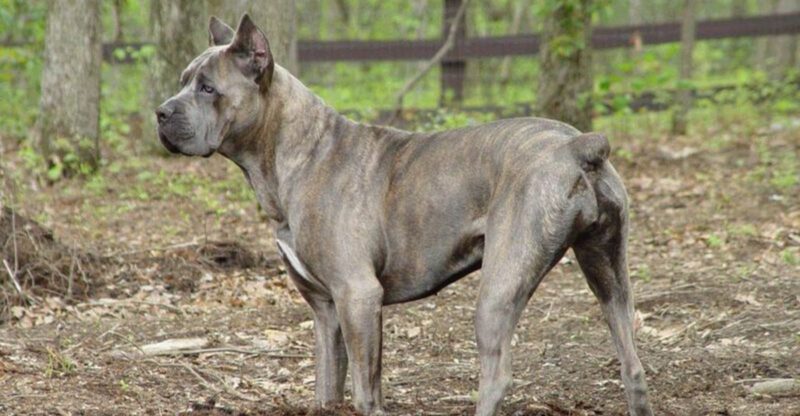 Dont be fooled these 14 dog breeds can act differently when it matters