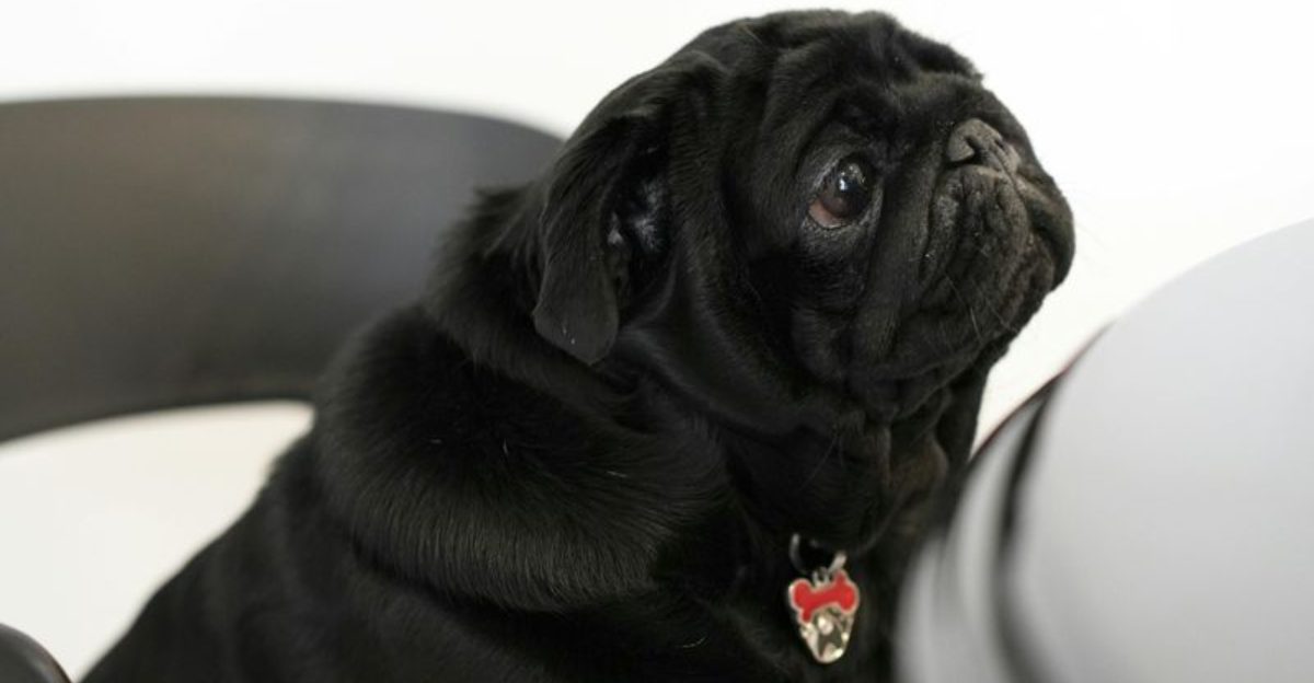 Dont count on these 14 dog breeds to protect your home when danger shows up