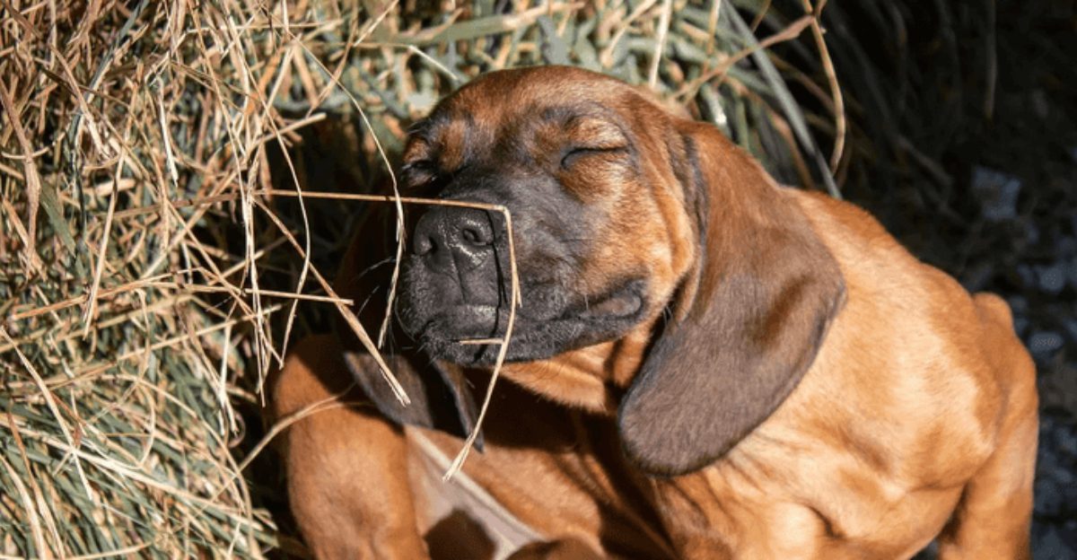 Dont ignore these 8 signs of skin trouble in your dog