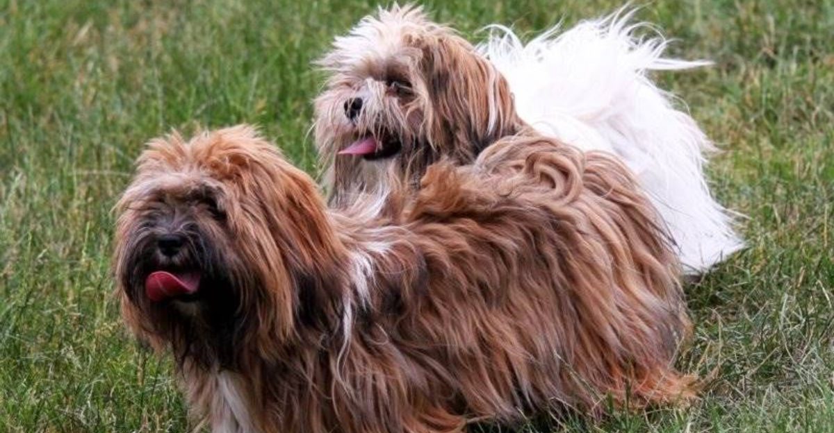 Dont underestimate them these 13 dogs are small but protective