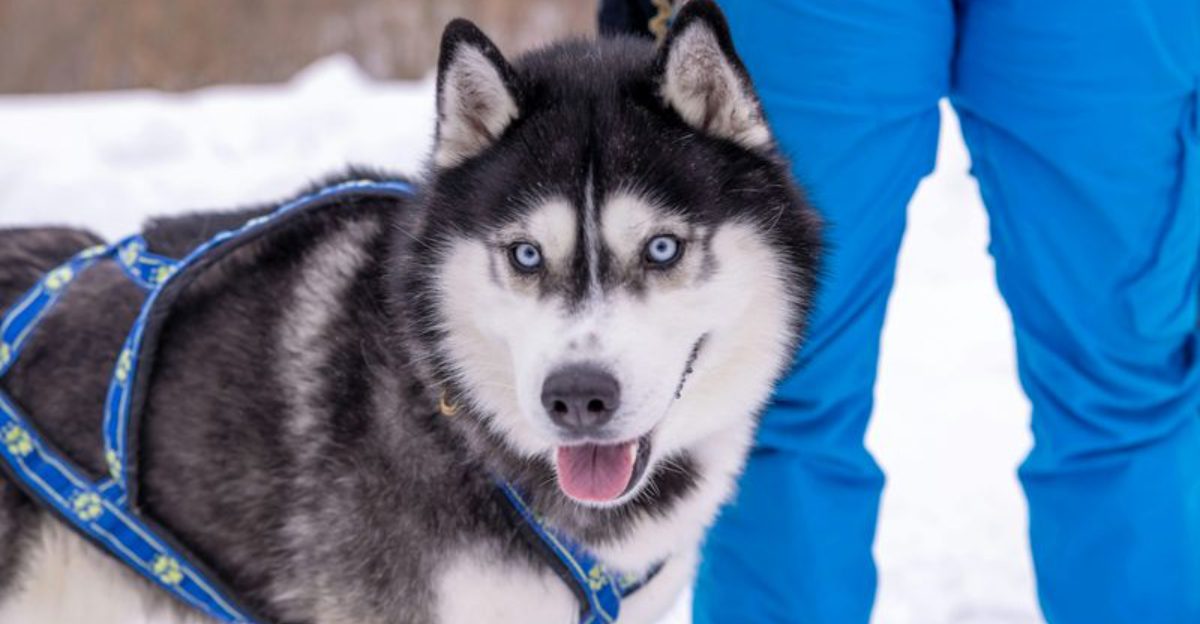 Even well trained these 13 breeds may ignore recall