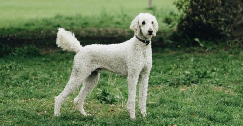 Fetch lovers check if your dog made this list of 12 breeds