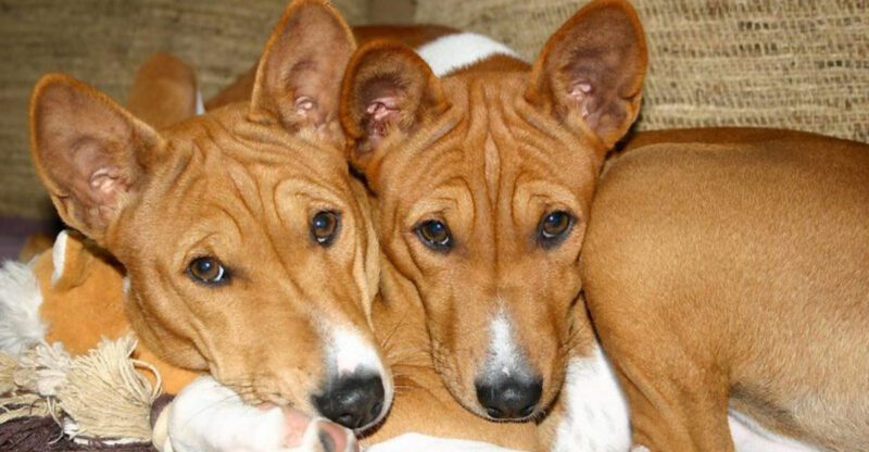 Fewer people are choosing these 15 dog breeds heres why