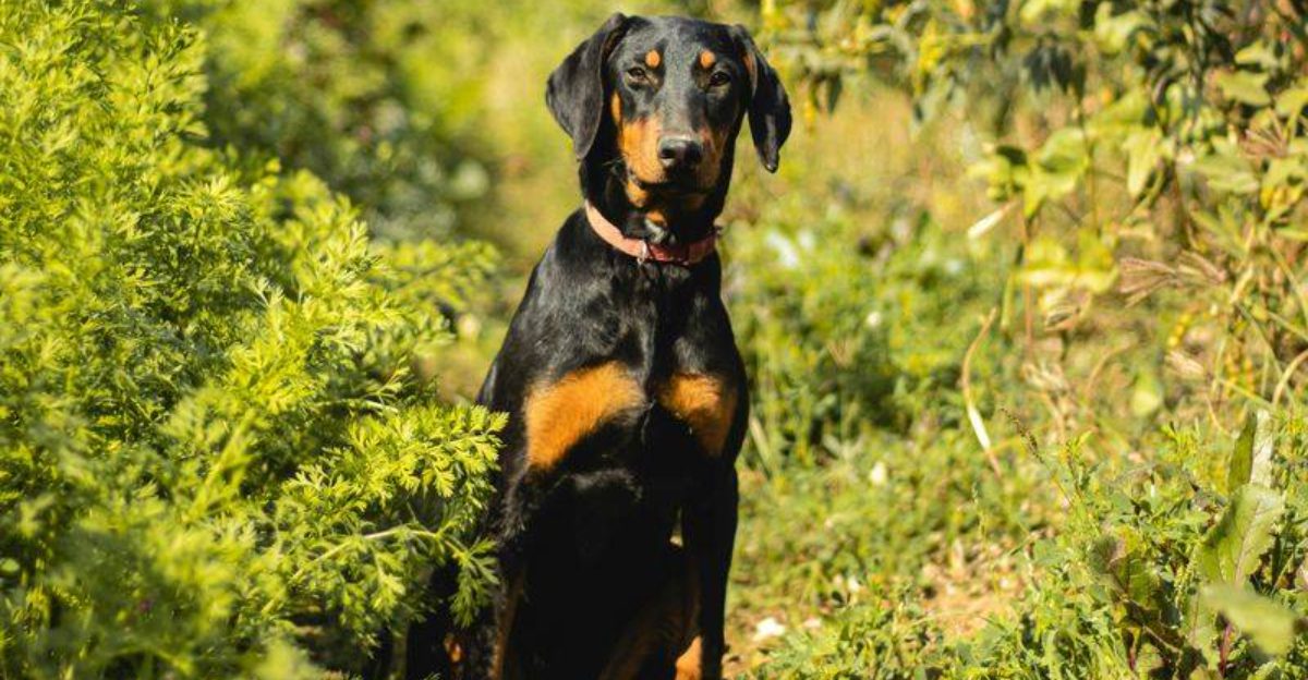 Forget trends these 12 dog breeds are chosen with purpose