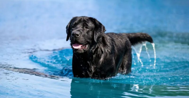 From couch potatoes to high energy pups 14 dog breeds to know