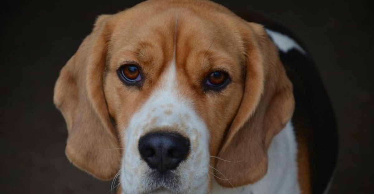 From floppy to elegant these 11 dog breeds with long ears have a charm thats hard to resist