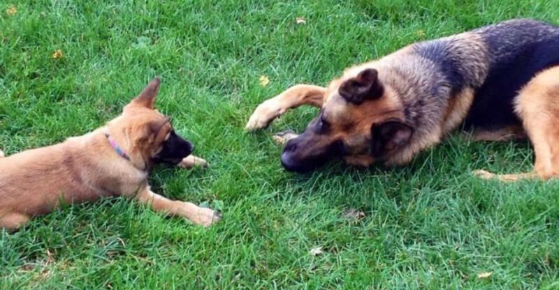 How to tell if your dog is happy 10 clear signs