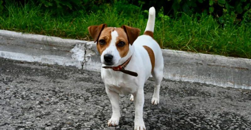 If barking bothers you these 11 dog breeds may not be for you
