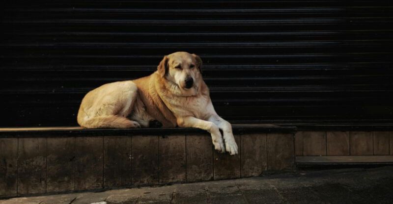 If left alone too often these 13 dog breeds can become anxious and withdrawn