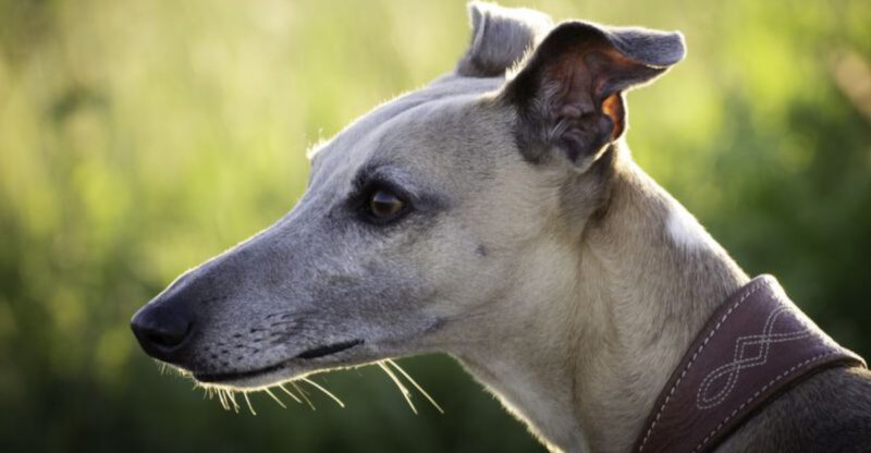 If speed matters these 13 dog breeds set the pace