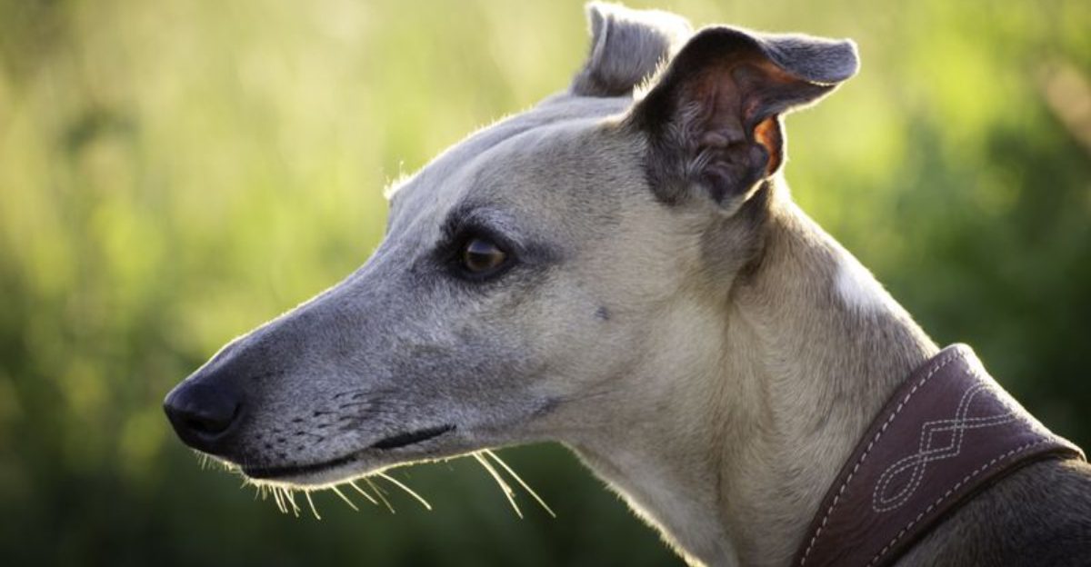 If speed matters these 13 dog breeds set the pace