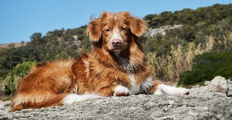 If you love golden retrievers you might also like these 11 breeds