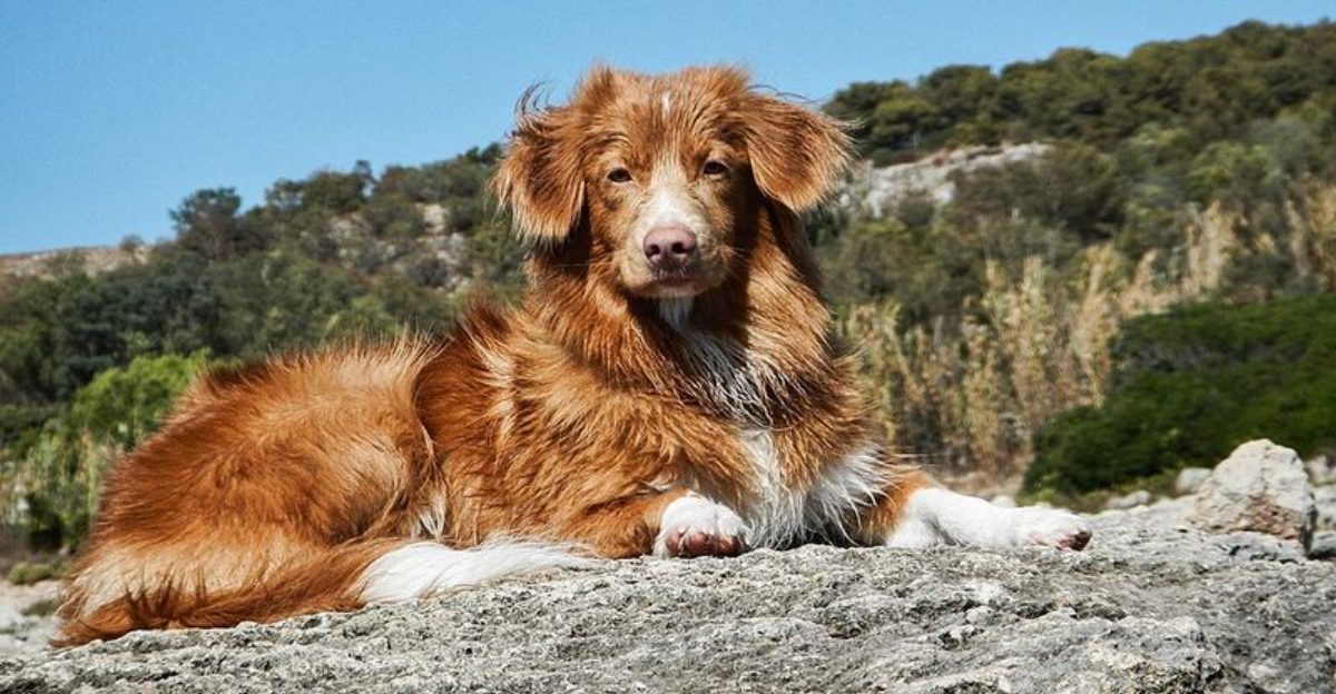 If you love golden retrievers you might also like these 11 breeds
