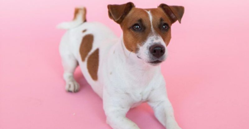 If you love personality in a dog these 14 breeds stand out