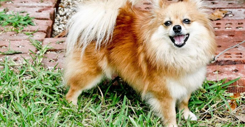 If you love soft cuddly dogs these 11 breeds are hard to beat