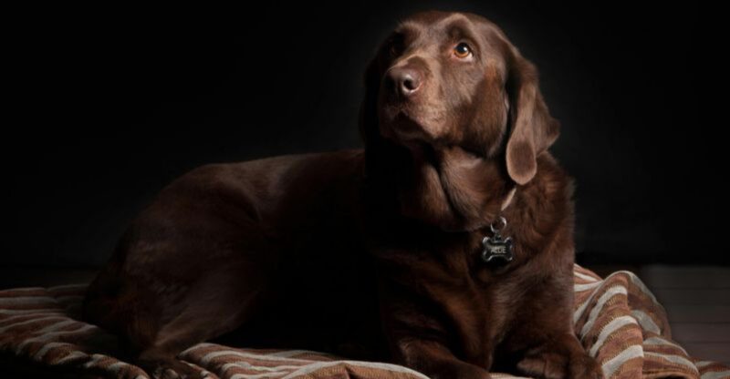 If you want a deep bond these 14 emotionally intelligent breeds stand out
