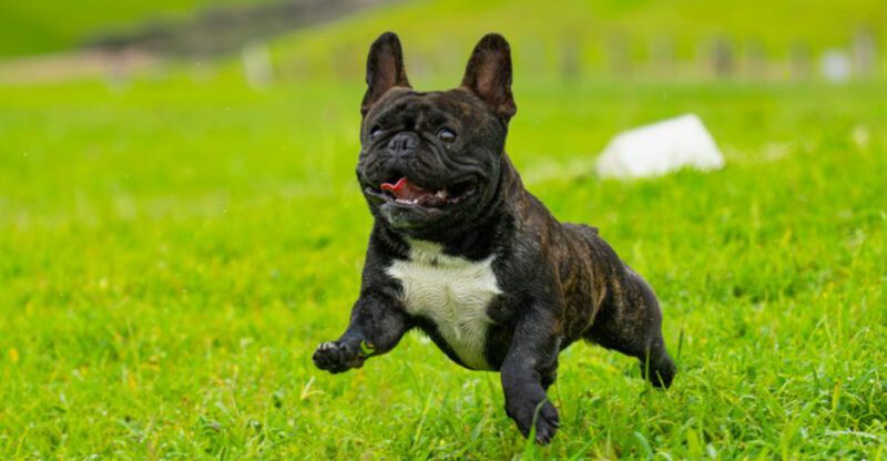 If you want a dog thats always by your side these 12 breeds are perfect