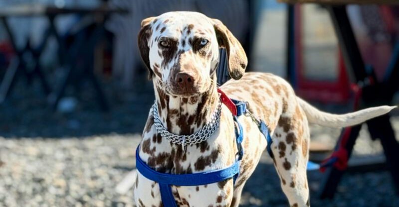 If youre outgoing these 13 dogs will match your energy
