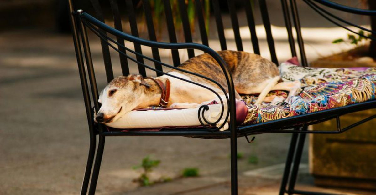 Introverts love these 10 dog breeds for a reason