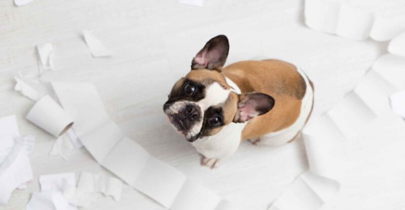 Is your dog fed up Here are 11 signs to watch for
