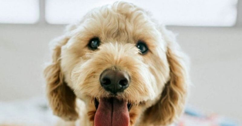 Is your dog jealous These 11 strange behaviors say yes