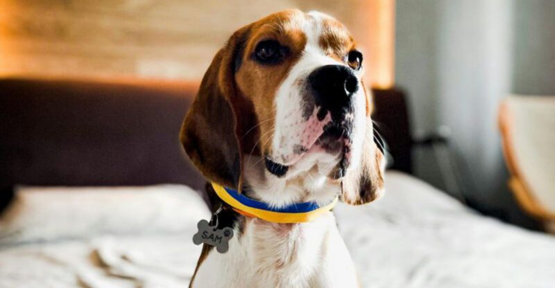 Is your dog on this list of the 13 most playful troublemakers