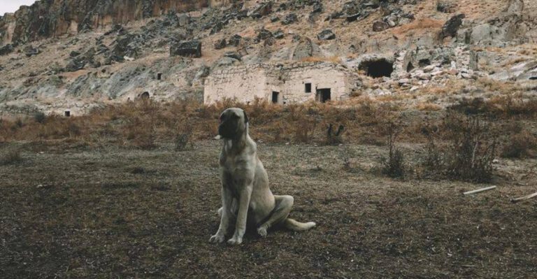 Kangal vs Anatolian shepherd 9 differences that set these breeds apart dog news