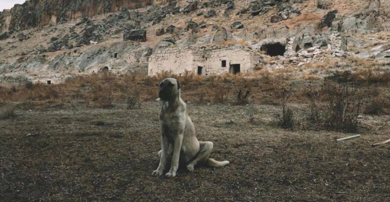 Kangal vs Anatolian shepherd 9 differences that set these breeds apart