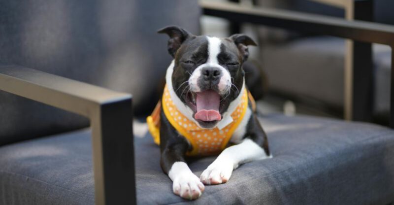 Looking for a budget dog These 11 breeds fit perfectly