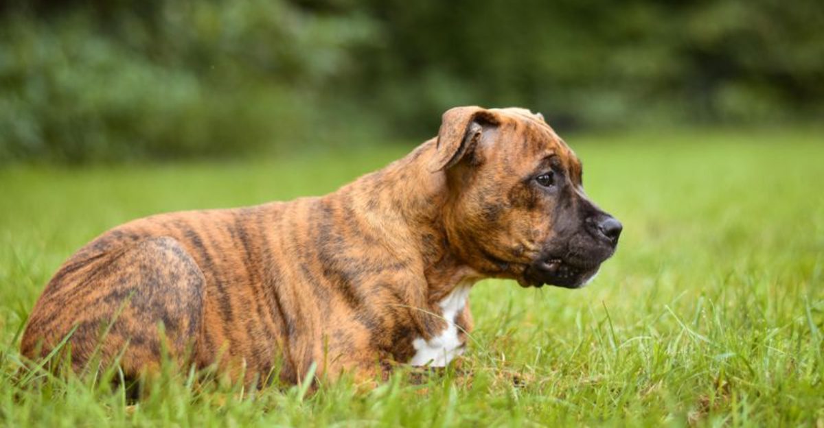 Looking for a guard dog These 12 breeds are among the best for home protection