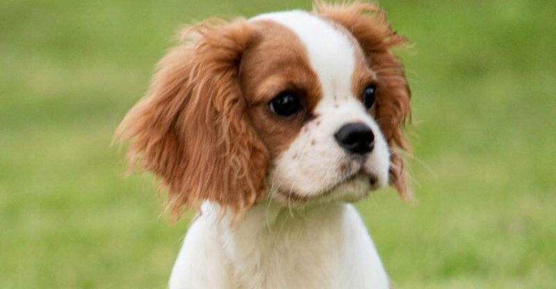 Looking for a quiet dog These 14 breeds wont drive you crazy