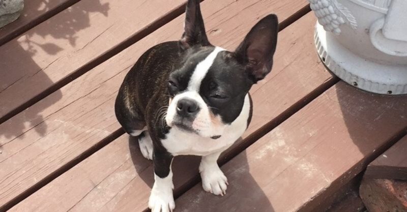 Love being social these 12 dog breeds are perfect companions