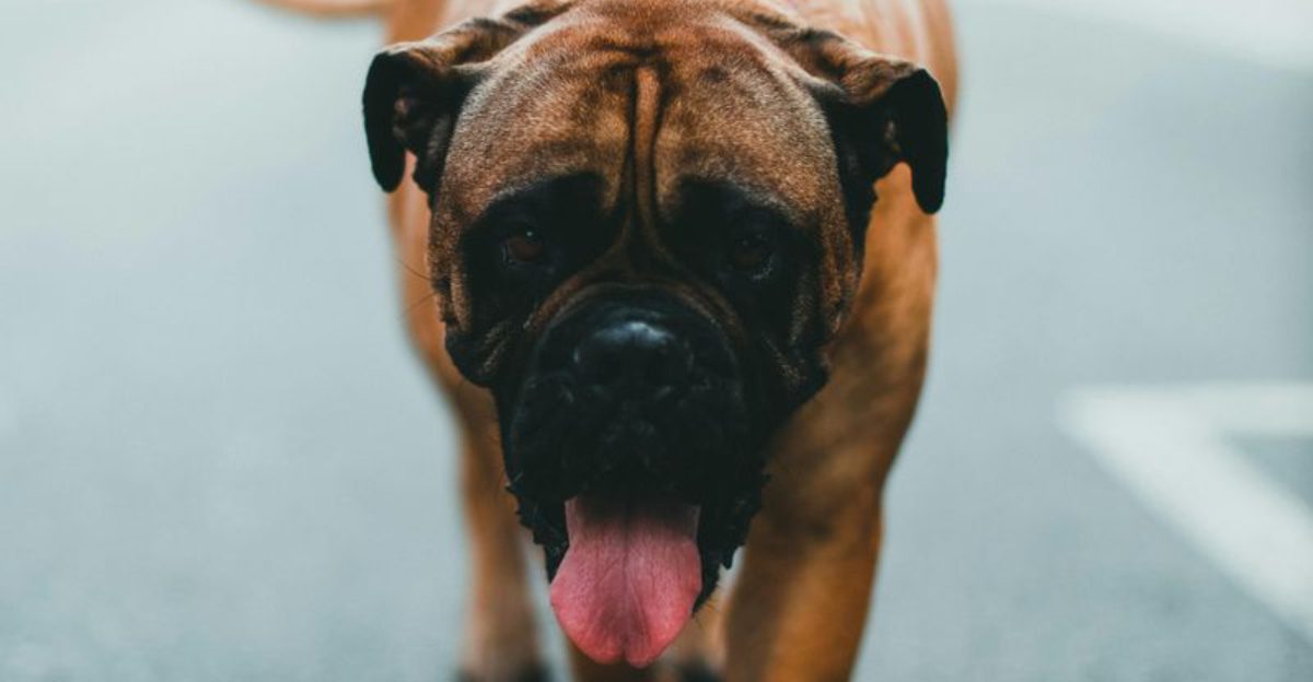 Meet 12 massive dog breeds that tower above the rest