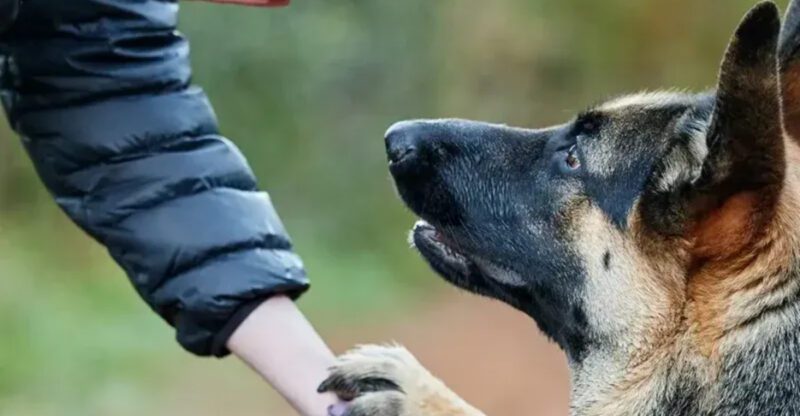New home new start 11 ways to help your dog adjust quickly