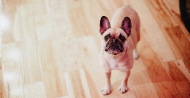 No kids these 13 dogs are a perfect fit for your lifestyle