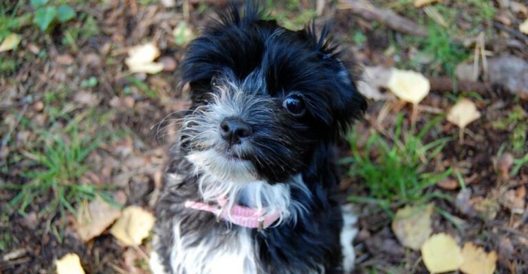 No matter your routine these 14 breeds can adapt dog news