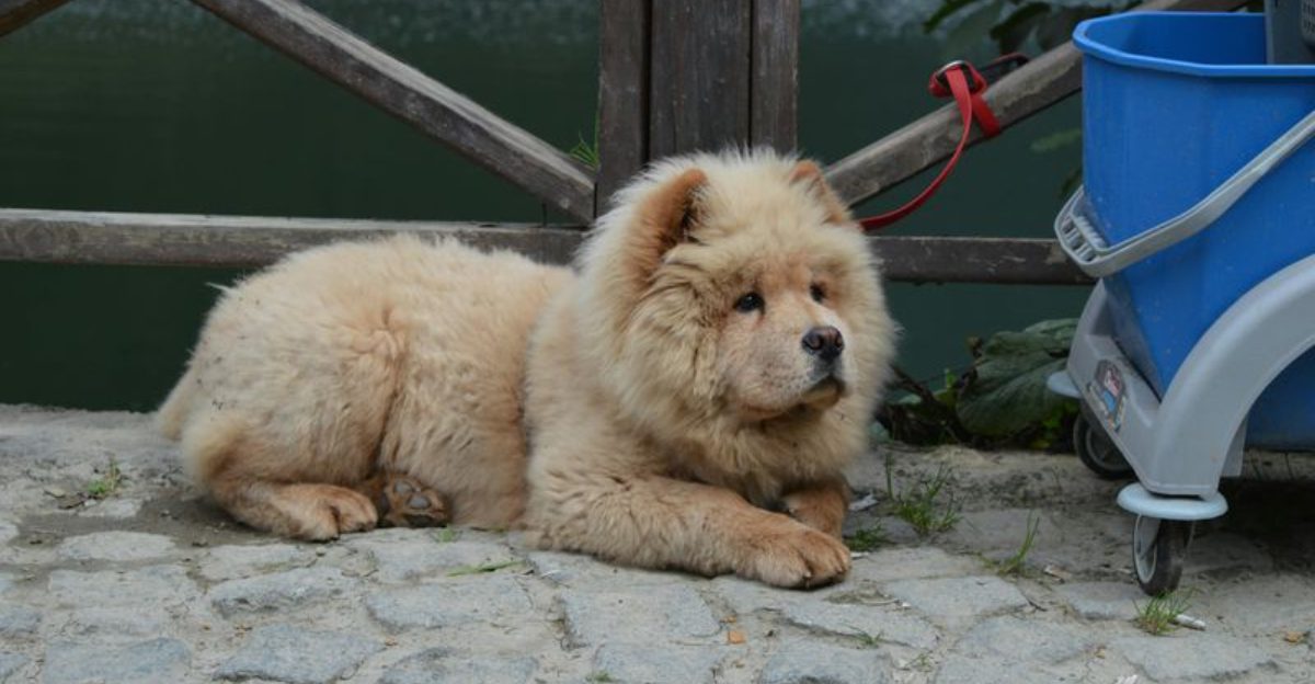 Not all dogs love cuddles these 15 breeds are the least affectionate