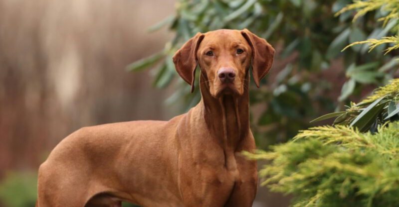Not home much These 14 dog breeds may not be right for you