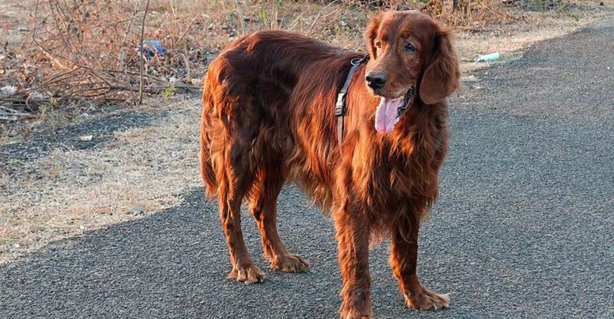 Off leash challenges 11 dogs that dont like to return