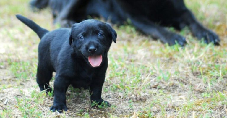 Once bonded these 13 dogs never let go dog news
