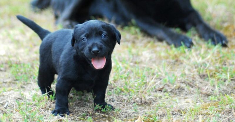 Once bonded these 13 dogs never let go