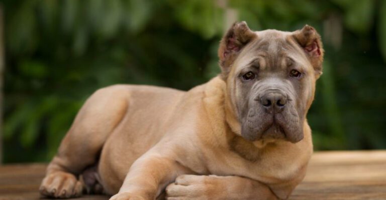 Owning these 12 breeds can come with behavioral challenges you should know about dog news