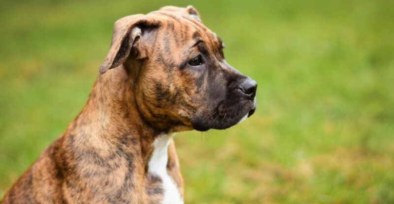 Ranking 13 dog breeds that love deeply and stay loyal