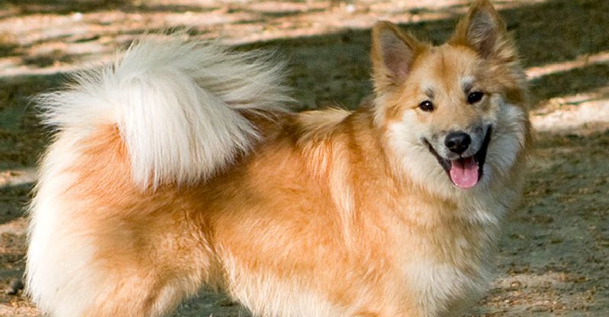 Skip the popular picks these 14 underrated dogs are worth it