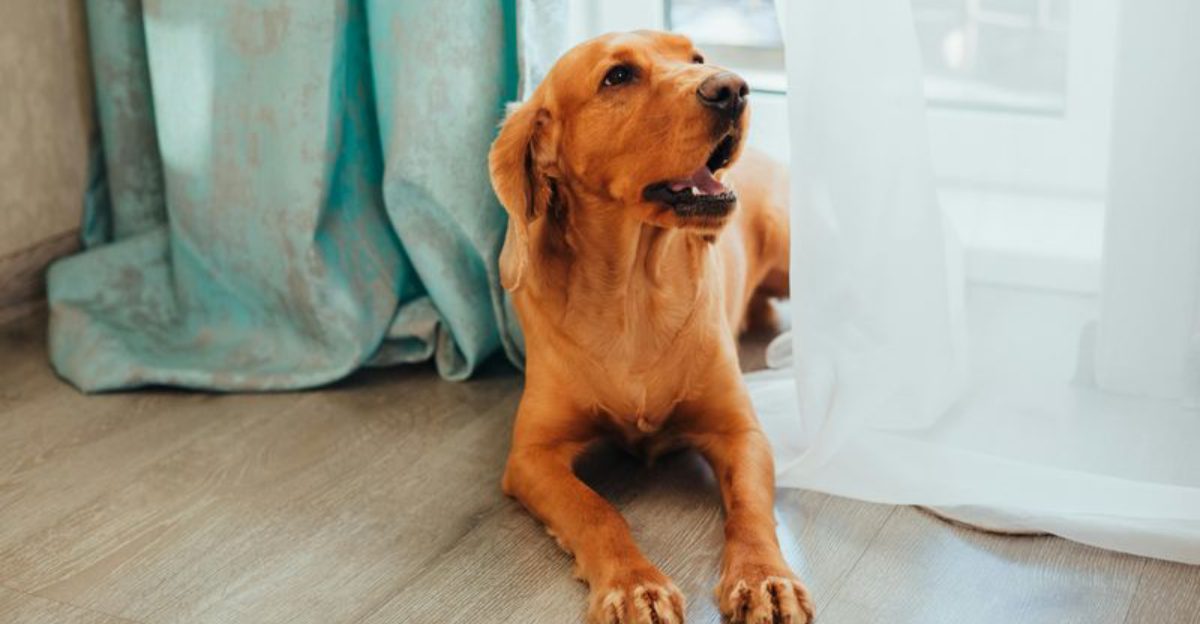 Small space happy dog 10 tips every owner should know